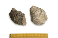 F 00066 01
<br/>
<br/>
<em></em>